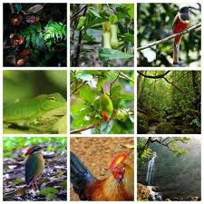 Image result for синхараджа