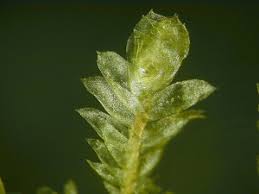 Attēlu rezultāti vaicājumam “Neckera complanata”