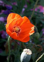 Attēlu rezultāti vaicājumam “Papaver”