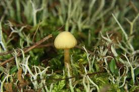 Attēlu rezultāti vaicājumam “Ramalina calicaris”