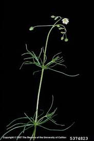 Attēlu rezultāti vaicājumam “Spergula arvensis”