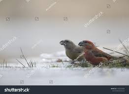 Attēlu rezultāti vaicājumam “Loxia pytyopsittacus male”