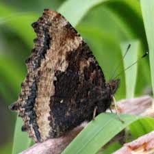 Attēlu rezultāti vaicājumam “Nymphalis xanthomelas underside”