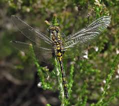 Attēlu rezultāti vaicājumam “Leucorrhinia dubia male”