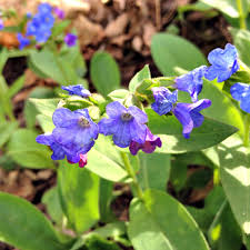 Attēlu rezultāti vaicājumam “Pulmonaria angustifolia flower”
