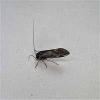 Attēlu rezultāti vaicājumam “Metylophorus nebulosus”