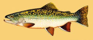 Image result for Salvelinus faroensis