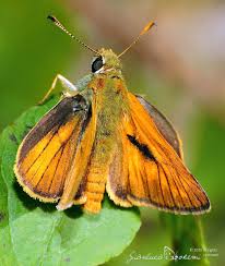 Attēlu rezultāti vaicājumam “Ochlodes sylvanus underside”