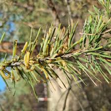 Attēlu rezultāti vaicājumam “Diprion pini male”