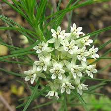 Attēlu rezultāti vaicājumam “Gypsophila paniculata leaf”