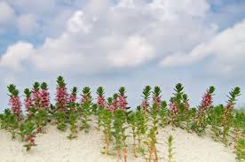 Attēlu rezultāti vaicājumam “Glaux maritima flower”