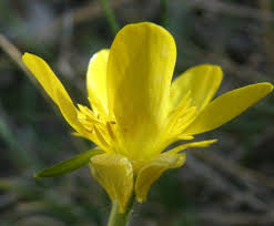Attēlu rezultāti vaicājumam “Ranunculus auricomus leaf”