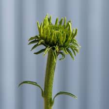 Attēlu rezultāti vaicājumam “Echinacea purpurea bud”