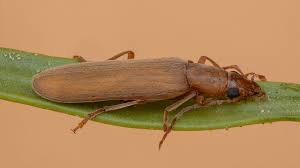 Attēlu rezultāti vaicājumam “Alleculidae”