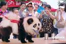 chinese pet panda dog