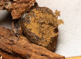 Attēlu rezultāti vaicājumam “Lindbladia tubulina spores”