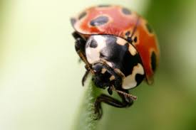 Attēlu rezultāti vaicājumam “Anatis ocellata”