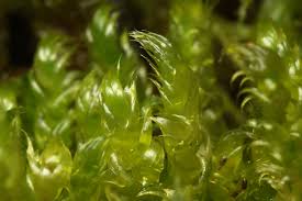 Attēlu rezultāti vaicājumam “Rhynchostegiella tenella macro”