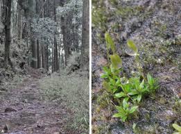 Attēlu rezultāti vaicājumam “Pogonatum dentatum”