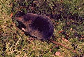 Attēlu rezultāti vaicājumam “Sorex araneus”