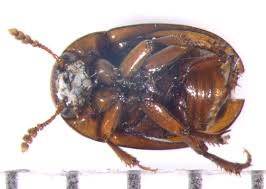 Attēlu rezultāti vaicājumam “Leiodidae”