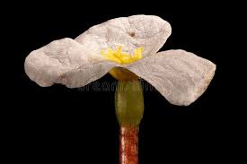 Attēlu rezultāti vaicājumam “Hydrocharis morsus-ranae fruit”