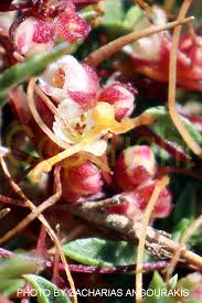 Attēlu rezultāti vaicājumam “Cuscuta epithymum subsp. trifolii flower”