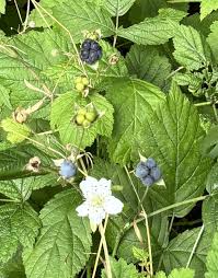 Attēlu rezultāti vaicājumam “Rubus caesius flower”