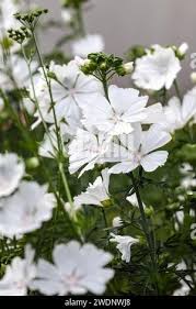 Attēlu rezultāti vaicājumam “Malva moschata alba flower”