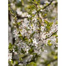 Attēlu rezultāti vaicājumam “Prunus (plum-tree)”