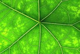 Attēlu rezultāti vaicājumam “Antitrichia curtipendula macro”