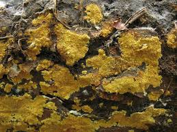 Attēlu rezultāti vaicājumam “Crustoderma dryinum”