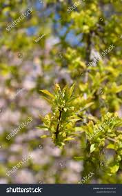 Attēlu rezultāti vaicājumam “Acer tataricum subsp. ginnala bud”