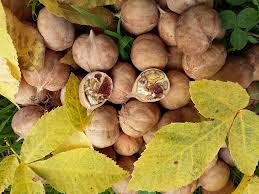 Attēlu rezultāti vaicājumam “Carya”