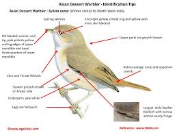 Image result for Sylvia nana