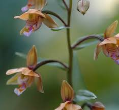Attēlu rezultāti vaicājumam “Epipactis palustris leaf”