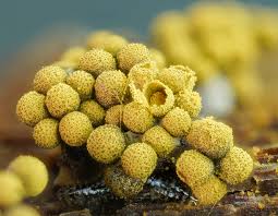 Attēlu rezultāti vaicājumam “Cribraria rubiginosa spores”