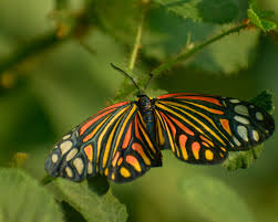 Attēlu rezultāti vaicājumam “Zygaenidae”