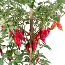 Afbeeldingsresultaat voor chili maya hot pepper hot pepper