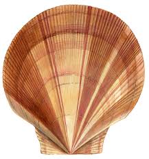 Image result for Placopecten magellanicus