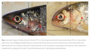 Image result for Coregonus artedi