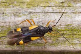 Attēlu rezultāti vaicājumam “Dryophilocoris flavoquadrimaculatus”