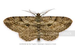 Attēlu rezultāti vaicājumam “Hypomecis punctinalis”