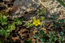 Attēlu rezultāti vaicājumam “Potentilla arenaria leaf”