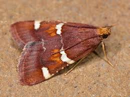 Attēlu rezultāti vaicājumam “Pyralis regalis”