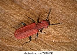 Attēlu rezultāti vaicājumam “Cucujidae”