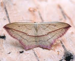 Attēlu rezultāti vaicājumam “Timandra comae”