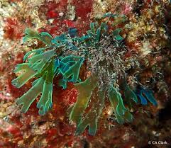 Attēlu rezultāti vaicājumam “Dictydiaethaliaceae”