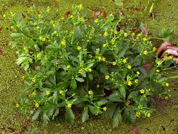 Attēlu rezultāti vaicājumam “Ranunculus sceleratus”