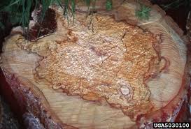 Attēlu rezultāti vaicājumam “Phellinus tremulae”